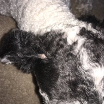 All About Dogs - This is the bald spot - Pet Groomers Near Me - West Jordan, Utah All About Dogs - This is the bald spot - Pet Groomers Near Me - West Jordan, Utah