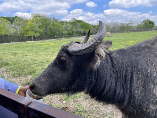 Bayou Wildlife Zoo by null