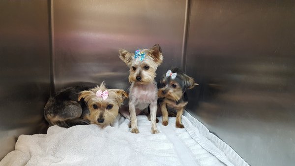 Neshoba County Animal Hospital 641 E Main St Philadelphia Ms Veterinarians Mapquest