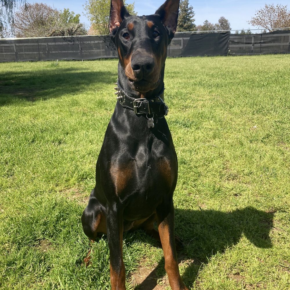 My 10 month old puppy girl that the doctor at Maroa Track Animal Hospital was too afraid to do the exam THAT WE PAID FOR. My 10 month old puppy girl that the doctor at Maroa Track Animal Hospital was too afraid to do the exam THAT WE PAID FOR.