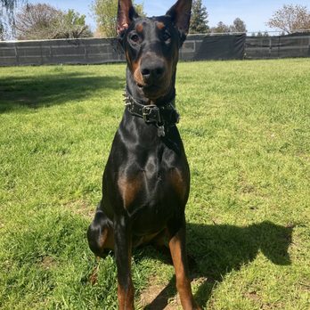 Maroa Track Pet Hospital - My 10 month old puppy girl that the doctor at Maroa Track Animal Hospital was too afraid to do the exam THAT WE PAID FOR. - Veterinarians Near Me - Fresno, California