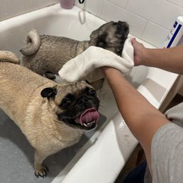 Our fur babies loved their bath in the elevated tub.