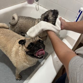 Barkys Bathtime - Our fur babies loved their bath in the elevated tub. - Pet Groomers Near Me - Rancho Cucamonga, California