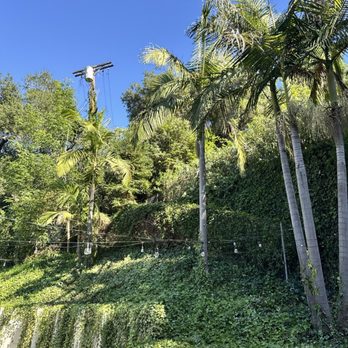 JYL Affordable Tree Care Services - The tree removed - Tree Services Near Me - Lynwood , California JYL Affordable Tree Care Services - The tree removed - Tree Services Near Me - Lynwood , California