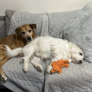 CONNECTICUT PUPPIES & KITTENS - Updated October 2025 - 10 Cross St