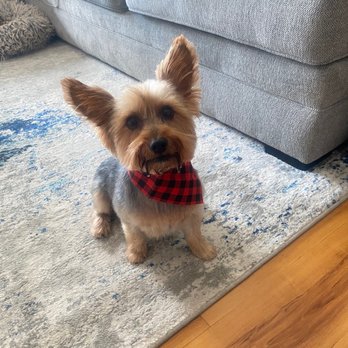 Pampered Paws - Pet Groomers Near Me - Rahway, New Jersey