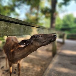 Wisconsin Deer Park - Wisconsin Deer Park