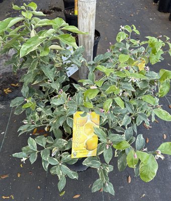 Fruit Trees - A Place in the Son Nurseries offers a vibrant and diverse selection of fruit plants tailored for home gardeners, hobbyists, and those looking to create a fruitful landscape. Whether you're seeking classic favorites or something a bit more exotic, this nursery provides healthy, well-cared-for plants along with expert advice on care and cultivation.
Selection Highlights
Citrus trees (lemons, limes, oranges, grapefruits)
Stone fruit trees (peaches, plums, nectarines, cherries)
Berry bushes (blueberries, blackberries, raspberries, strawberries)
Fig trees
Apple and pear trees
Pomegranates
Persimmons
Tropical options (avocado, guava, mango—availability may vary seasonally)
What Sets Them Apart
Well-adapted varieties for the local climate and soil
Expert staff to help you select the right fruit plants for your garden and provide growing advice
Healthy, robust stock to ensure strong establishment and productivity
Eco-friendly practices and organic gardening options available
Why Choose A Place in the Son Nurseries?
Knowledgeable service for both beginners and seasoned gardeners
A wide variety of fruit plants to bring both beauty and bounty to your landscape
Special orders and seasonal specialty plants available
Note: Plant varieties and availability may change throughout the year. It’s always a good idea to call ahead or check their website for current stock and expert recommendations specific to your growing conditions. Fruit Trees - A Place in the Son Nurseries offers a vibrant and diverse selection of fruit plants tailored for home gardeners, hobbyists, and those looking to create a fruitful landscape. Whether you're seeking classic favorites or something a bit more exotic, this nursery provides healthy, well-cared-for plants along with expert advice on care and cultivation.
Selection Highlights
Citrus trees (lemons, limes, oranges, grapefruits)
Stone fruit trees (peaches, plums, nectarines, cherries)
Berry bushes (blueberries, blackberries, raspberries, strawberries)
Fig trees
Apple and pear trees
Pomegranates
Persimmons
Tropical options (avocado, guava, mango—availability may vary seasonally)
What Sets Them Apart
Well-adapted varieties for the local climate and soil
Expert staff to help you select the right fruit plants for your garden and provide growing advice
Healthy, robust stock to ensure strong establishment and productivity
Eco-friendly practices and organic gardening options available
Why Choose A Place in the Son Nurseries?
Knowledgeable service for both beginners and seasoned gardeners
A wide variety of fruit plants to bring both beauty and bounty to your landscape
Special orders and seasonal specialty plants available
Note: Plant varieties and availability may change throughout the year. It’s always a good idea to call ahead or check their website for current stock and expert recommendations specific to your growing conditions.