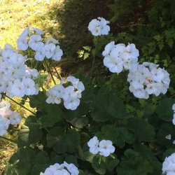 Parc des Moulins - Fleurs, fleurs, fleurs quand tu nous tiens. Notre regard ne peut se détacher de tant d'émerveillement.