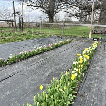 Earl Grey Fields-Flower Farm - Rows of tulips in bloom - Flowers & Gifts Near Me - Pendleton, Indiana Earl Grey Fields-Flower Farm - Rows of tulips in bloom - Flowers & Gifts Near Me - Pendleton, Indiana