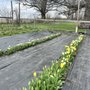 Photo of Earl Grey Fields-Flower Farm