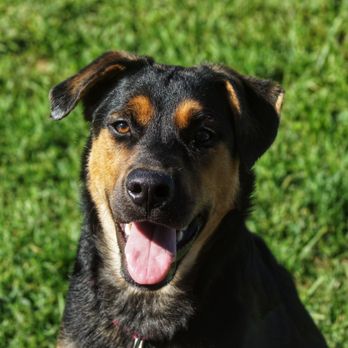 NJ Fix My Dog - Pet Training Near Me - Madison, New Jersey NJ Fix My Dog - Pet Training Near Me - Madison, New Jersey