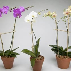 Jerome Florist