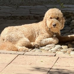 Country Paws Resort