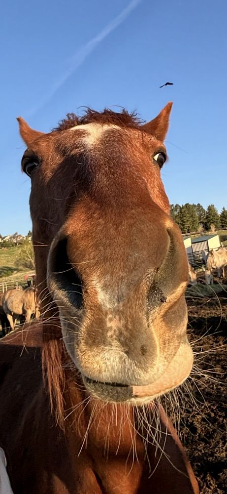 Westernaires - equestrian in Golden, CO