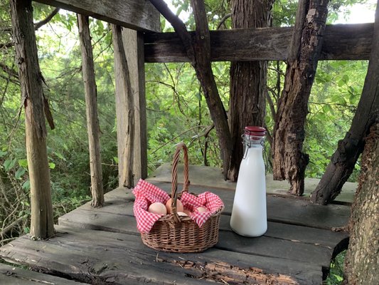 Savannah's Meadow by null