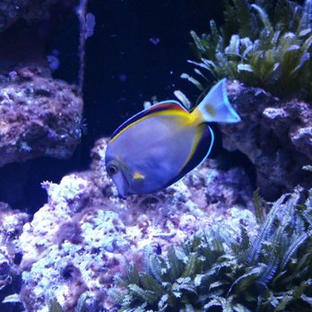香港科學館 - Beautiful fish - Museums Near Me - Hong Kong, HK