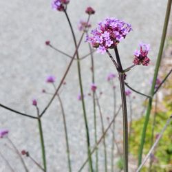 UBC Botanical Garden