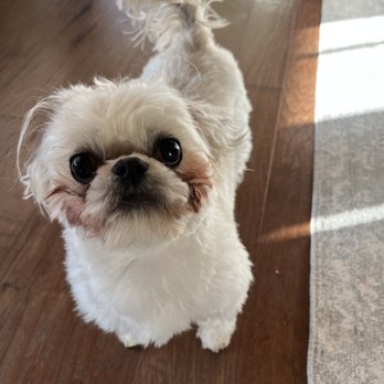 Jack & Rascal's - After - Wait, What? - A small, white, fluffy dog with large, dark eyes and a short snout is standing on a wooden floor. The dog's tail is curled upward, and it appears to be looking directly at the camera. Sunlight is streaming in from the right side, casting a shadow on the floor and illuminating part of a light-colored rug. - Pet Groomers Near Me - Albuquerque, New Mexico