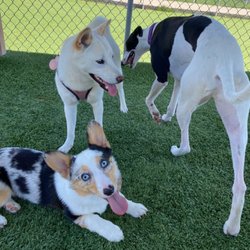 Cedar Dale Pet Resort
