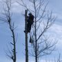 Photo of Timber Tree Service