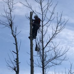 Timber Tree Service - Top monkey