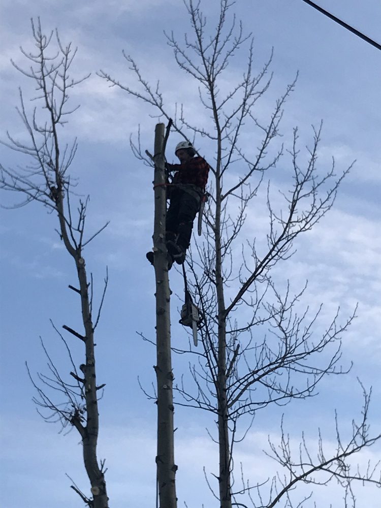 Timber Tree Service - tree service in Willow, AK