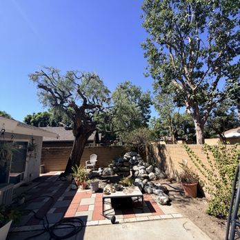 Louis MC Tree Service - After - Tree Services Near Me Louis MC Tree Service - After - Tree Services Near Me