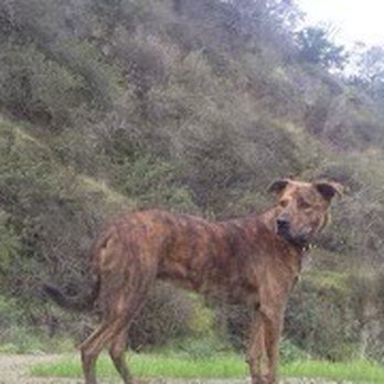 Gemcore Veterinary Services - In his youth - Veterinarians Near Me - Chatsworth, California Gemcore Veterinary Services - In his youth - Veterinarians Near Me - Chatsworth, California