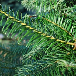 JTB U-Cut Christmas Trees