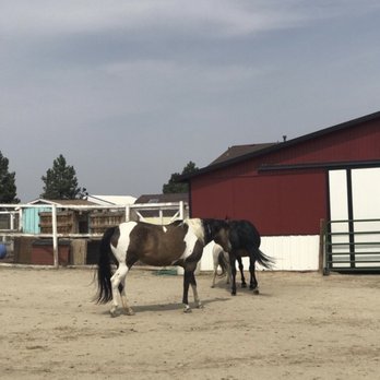 Operation Equine - Therapy horses - Animal Assisted Therapy Near Me Operation Equine - Therapy horses - Animal Assisted Therapy Near Me