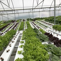 Red Acres Hydroponics