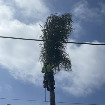 Angel Tree Care - Palm tree maintenance - Tree Services Near Me