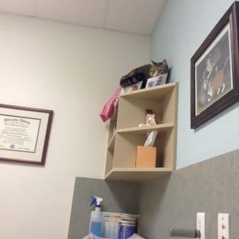 Topaz Veterinary Clinic - She isn't up there cause she's scared...she's up there cause she's in love with the place! - Veterinarians Near Me - Tempe, Arizona Topaz Veterinary Clinic - She isn't up there cause she's scared...she's up there cause she's in love with the place! - Veterinarians Near Me - Tempe, Arizona