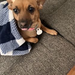 Lone Star Veterinary Clinic - Mona