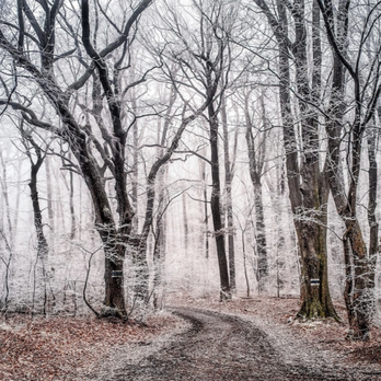 Acorn Tree Company - Tree Services Near Me Acorn Tree Company - Tree Services Near Me