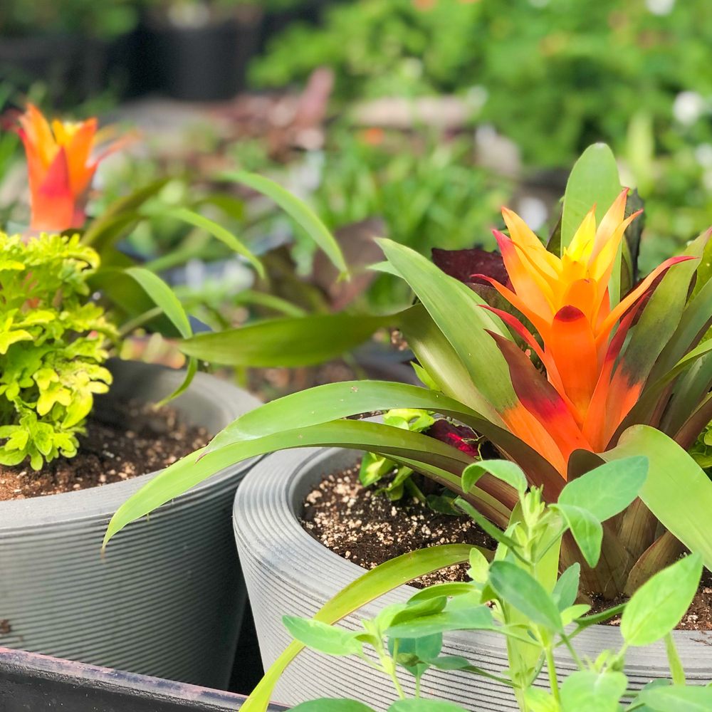 ALL SEASONS GARDEN CENTER Updated September 2024 16 Photos 5101 S