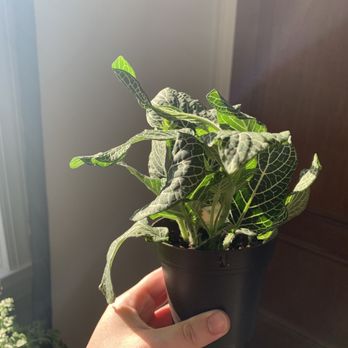 Brookside Garden Center & Florist - Nerve Plant for $6 - Florists Near Me - Bloomfield, New Jersey