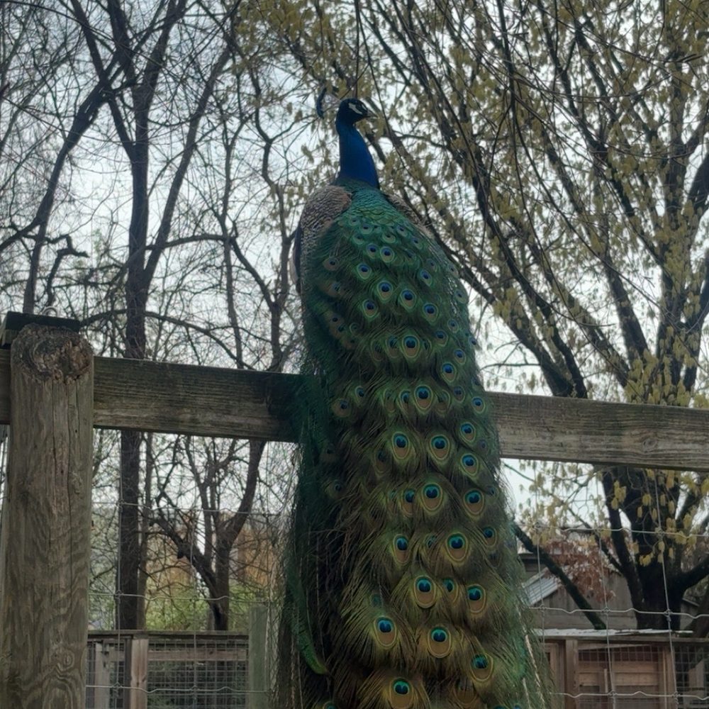 Chattanooga Zoo At Warner Park - Amusement Parks Near Me - Chattanooga, Tennessee