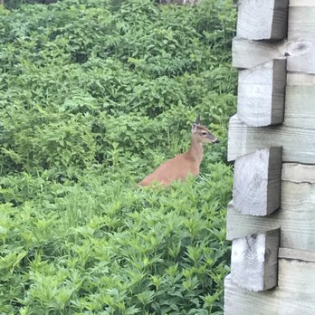 Leconte Lodge - Deer! - Guest Houses Near Me - Sevierville, Tennessee