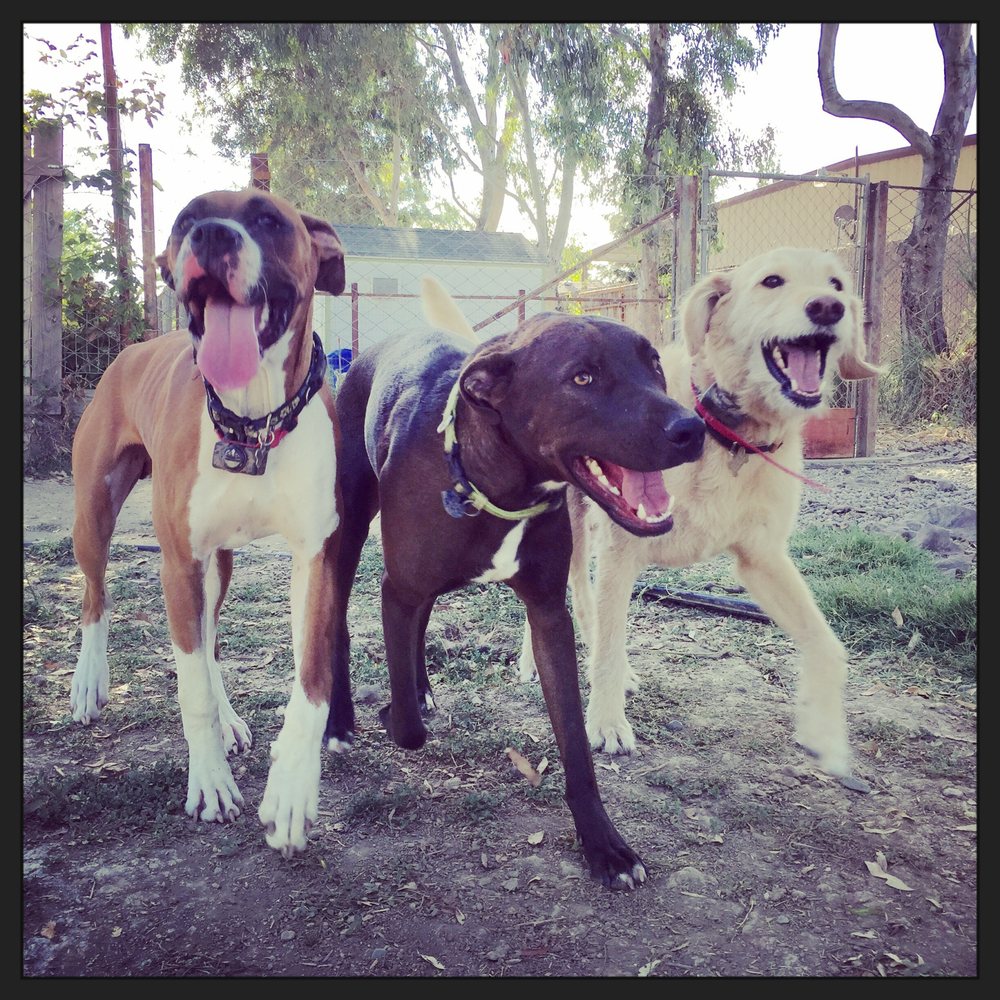 RIVER DOGS RESORT Updated October 2024 52 Photos & 72 Reviews