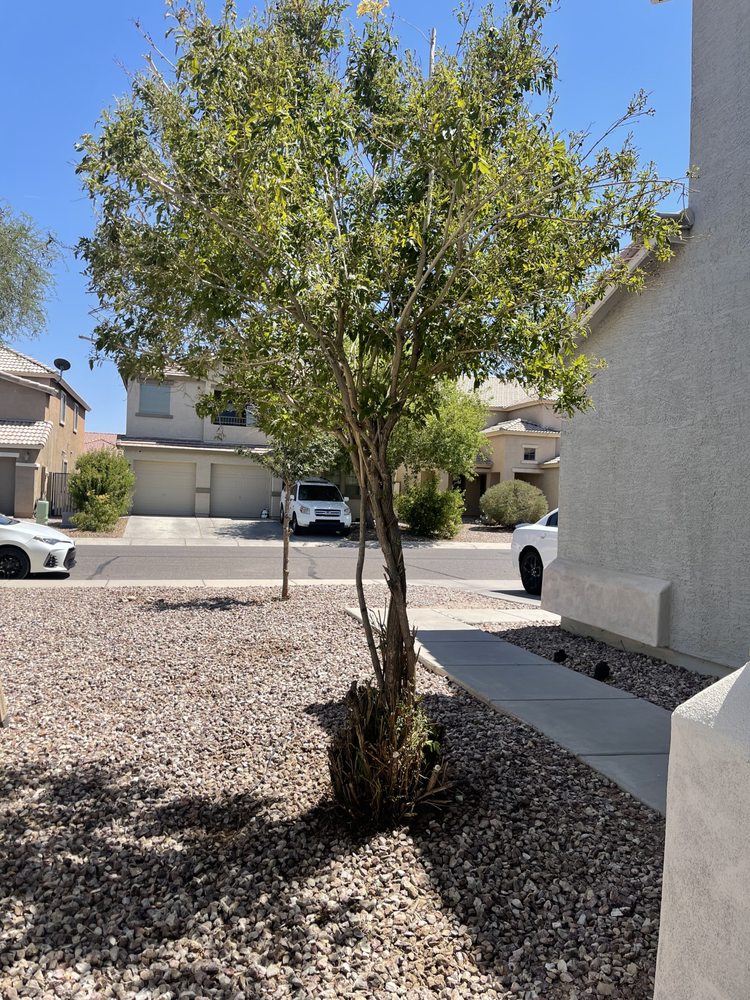 Urgent Care Tree & Lawn - tree service in Mesa, AZ