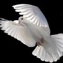 Village Doves