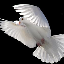 Village Doves