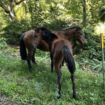 Waipio Valley Shuttle - Wild horses - Tours Near Me - Honokaa, Hawaii