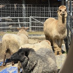 Cindy Lu's Petting Zoo