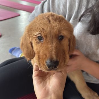 Puppies & Yoga - Golden Retriever - Yoga Near Me - Providence, Rhode Island Puppies & Yoga - Golden Retriever - Yoga Near Me - Providence, Rhode Island