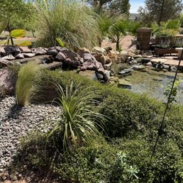 Palms around pond