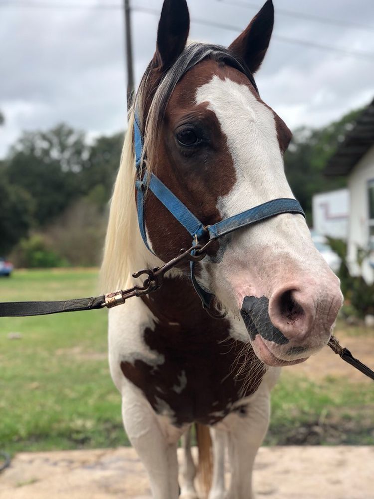 Prince Equestrian Sports - equestrian in Hilliard , FL