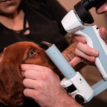 Veterinary Eye Institute Orlando - Veterinarians Near Me - Orlando, Florida Veterinary Eye Institute Orlando - Veterinarians Near Me - Orlando, Florida